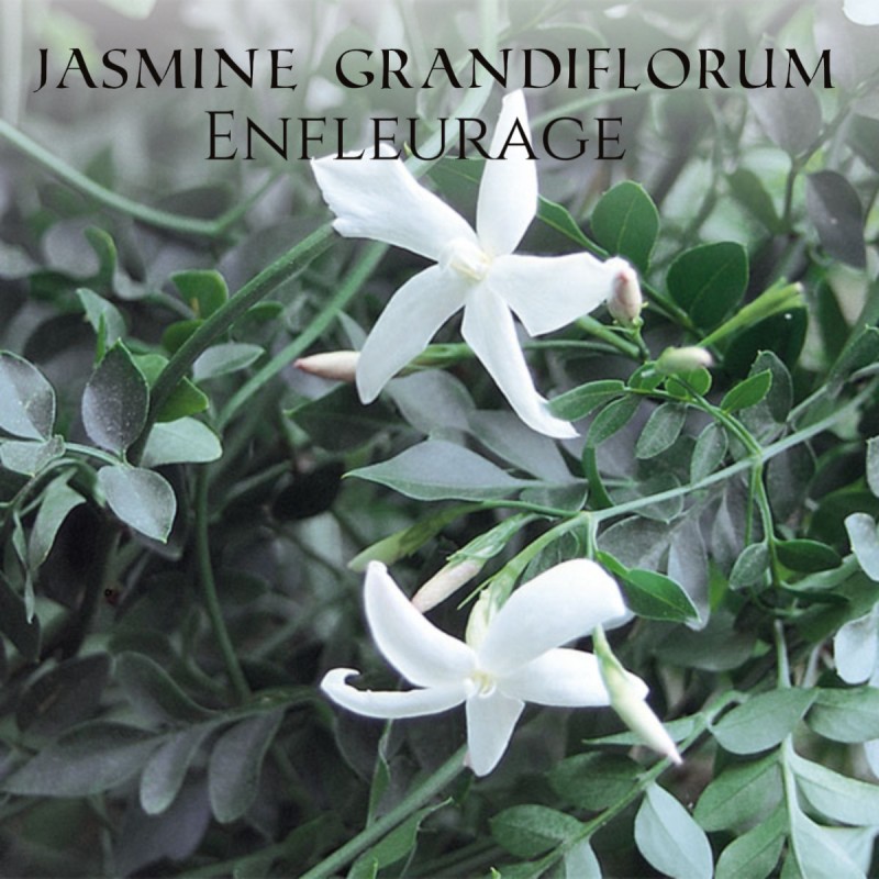 Jasmine grandiflorum enfleurage