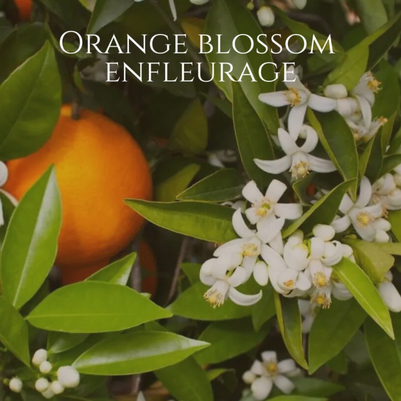 Orange Blossom enfleurage 
