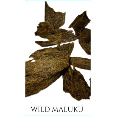 Wild Maluku