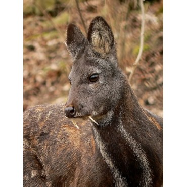 Mysore Sandalwood & Siberian Deer Musk Maceration(2021)