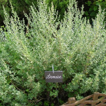 Armoise Oil (Artemisia vulgaris)