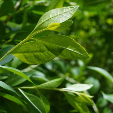 Henna Leaf Oil (Co2)