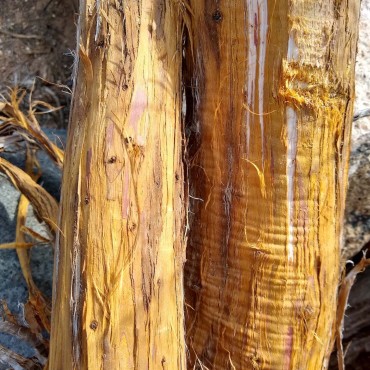 Juniper Wood Oil co2 extraction 