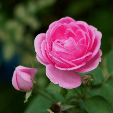 Rose centifolia absolute