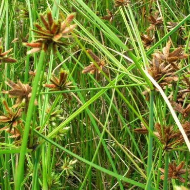 Nagarmotha Oil (cyperus scariosus)
